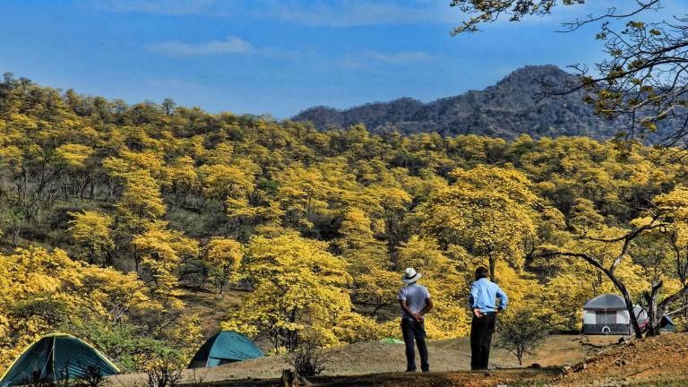 Loja espera florecimiento de 40 mil hectáreas de guayacanes