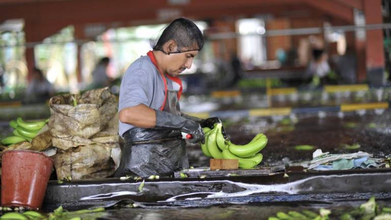 MAG anuncia acciones inmediatas para apoyar al sector bananero