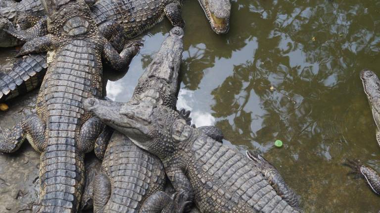 Alerta en China por fuga de cocodrilos: más de 70 escaparon durante inundaciones