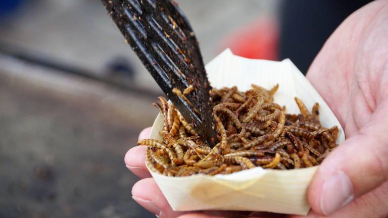 Consumir gusanos es seguro para las personas, dice agencia alimentaria