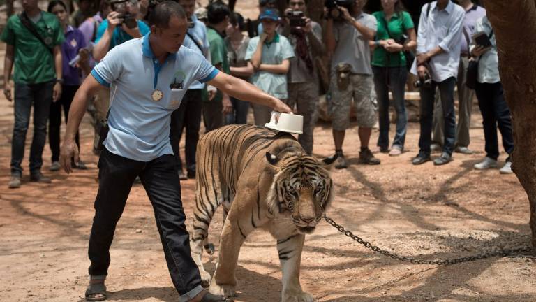 Decenas de tigres mueren en templo tailandés