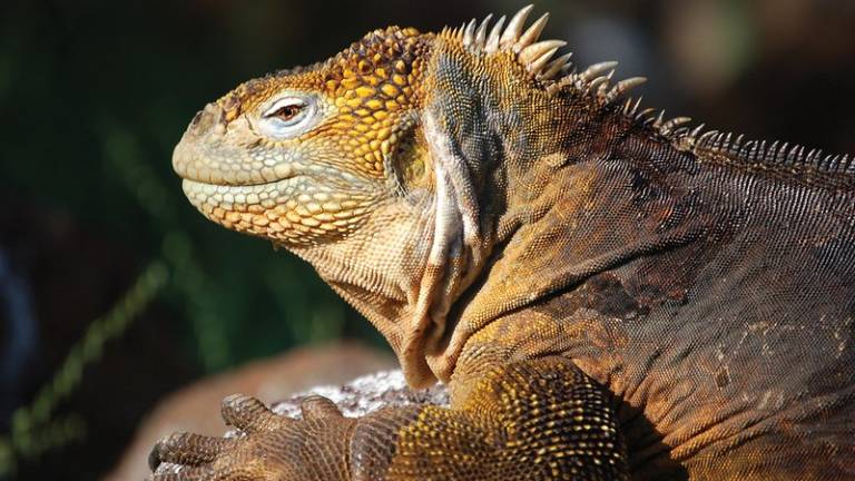 El turismo a Galápagos bajó un 73 % durante el 2020 por la pandemia