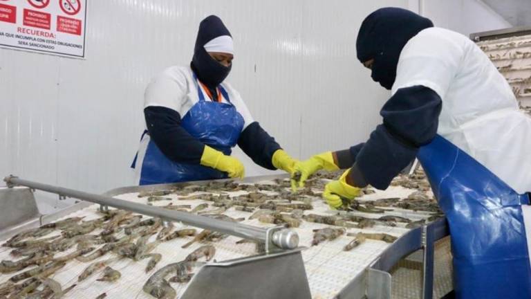 Ecuador garantizará información y revisión necesario del camarón a China