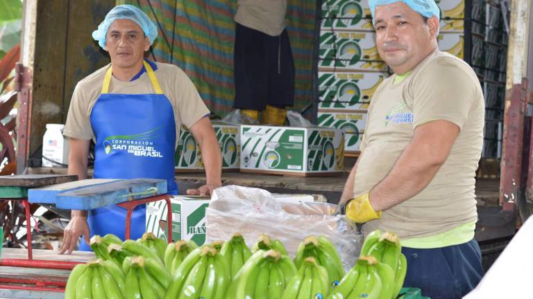 Más banano orgánico ecuatoriano se vende en el mundo