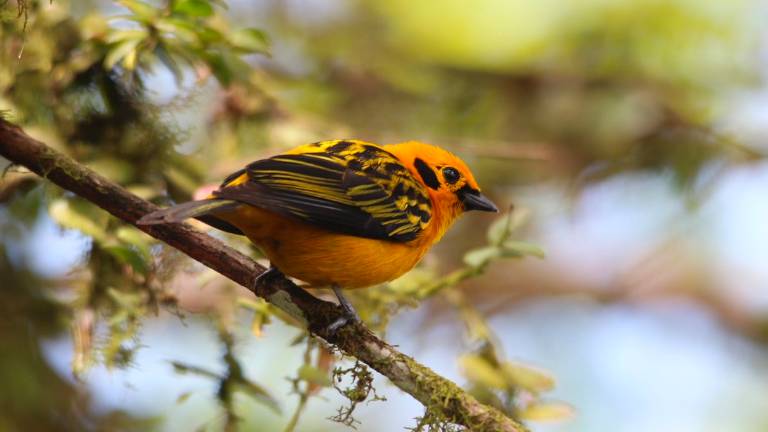 Biodiversidad en Ecuador afronta varias amenazas