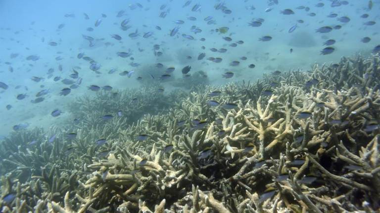 Descubren el primer arrecife de coral en 120 años en Australia