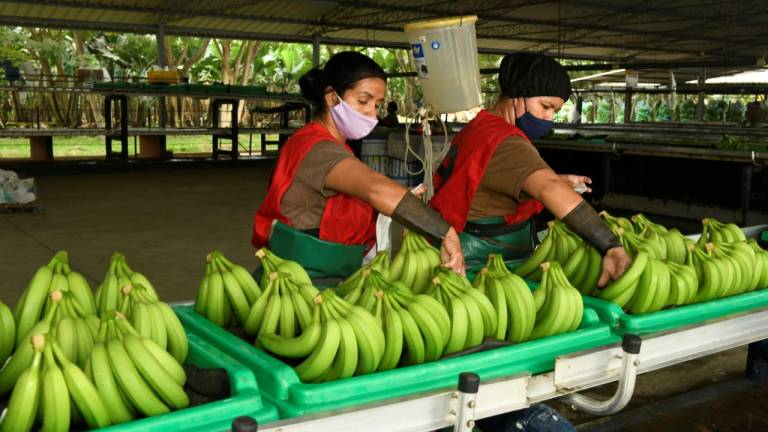 Sector bananero ecuatoriano afrontó el duro impacto del COVID-19