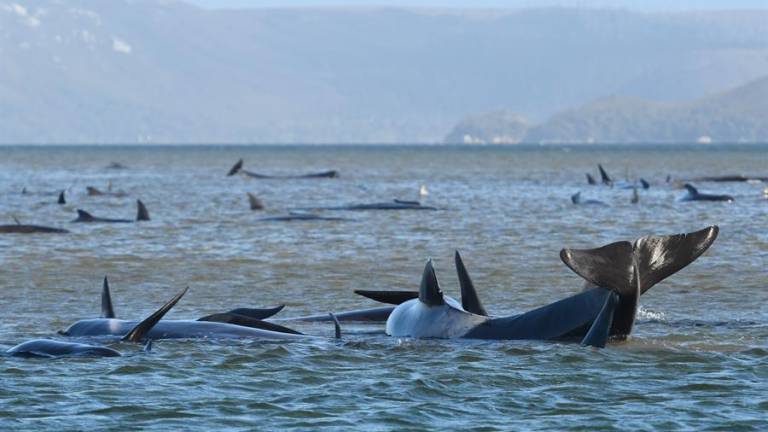 Australia lucha por la vida de 275 ballenas varadas en una bahía