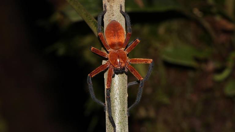 Araña cangrejo gigante, recién descubierta en el Parque Nacional Yasuní (Ecuador).