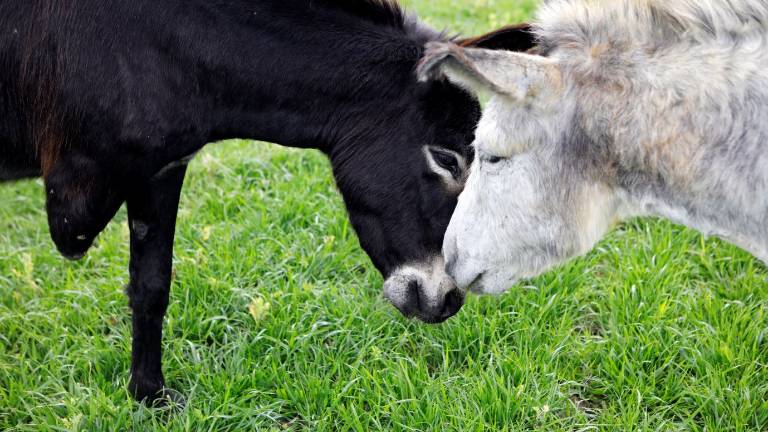 La Granja que cuida de animales que iban a ser sacrificados