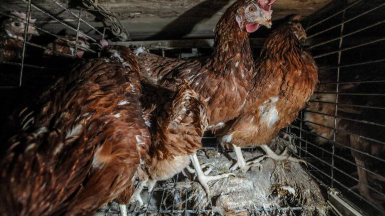 Gallinas libres: Terranimal lidera el cambio para gallinas fuera de las jaulas