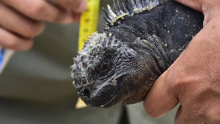 Organizaciones alertan que más iguanas marinas de Galápagos podrían estar ocultas en Guayaquil