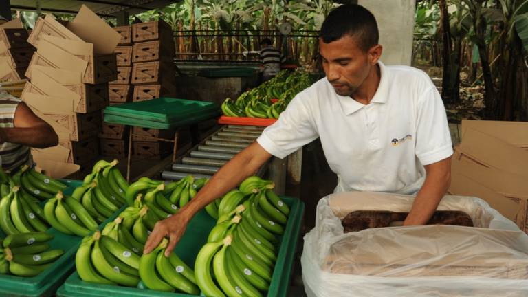 Conozca el precio mínimo de sustentación de la caja de banano de Ecuador para el 2021