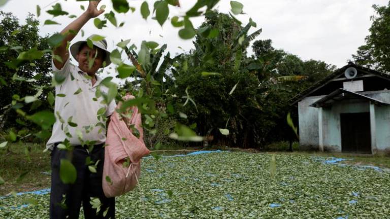 Se aprueba ley en Bolivia para ampliar el cultivo de coca.