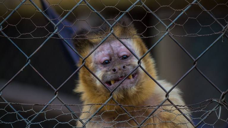 Mono recuperado del alcohol es símbolo del tráfico animal