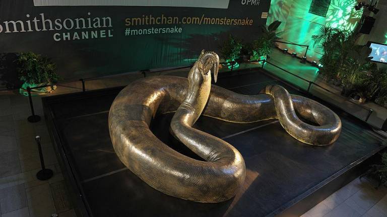 Titanoboa: La boa más grande de la historia que podía medir hasta 15 metros