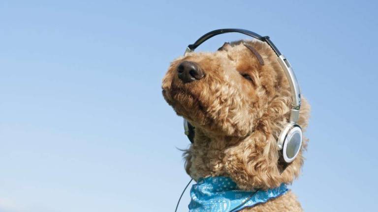 La música y sus beneficios para las mascotas