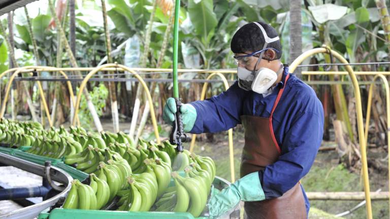 Preocupación bananera: supermercados europeos desean pagar menos por la caja de la fruta