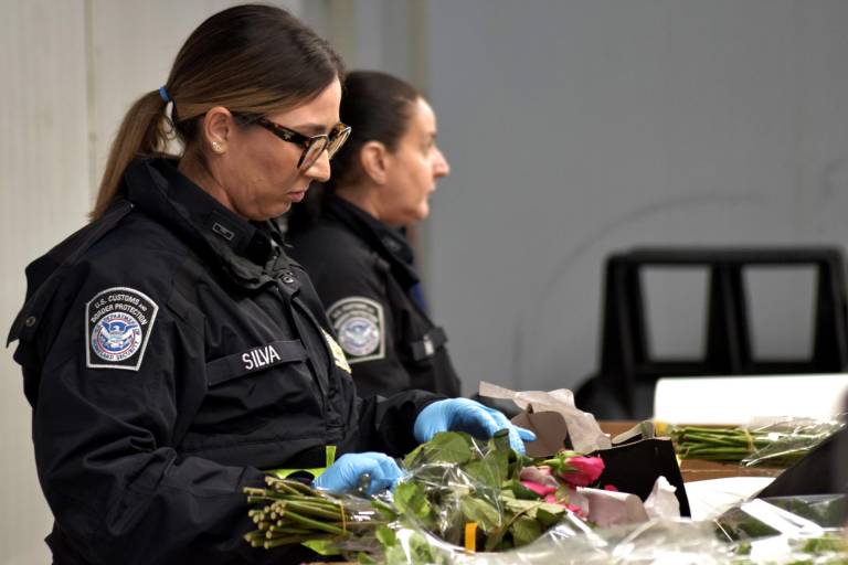 $!Estados Unidos es el principal destino de las flores ecuatorianas. Más de la mitad de sus exportaciones se van a ese lugar.