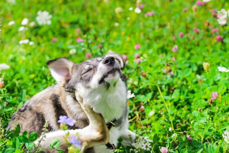 $!Mascotas con alergia: Tratamientos recomendados