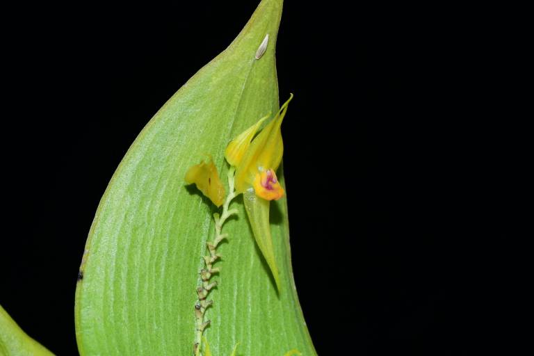 $!Fotografía detallada de la Lepanthes ingapircae, una de las cinco especies de orquídeas descubiertas recientemente en Ecuador.