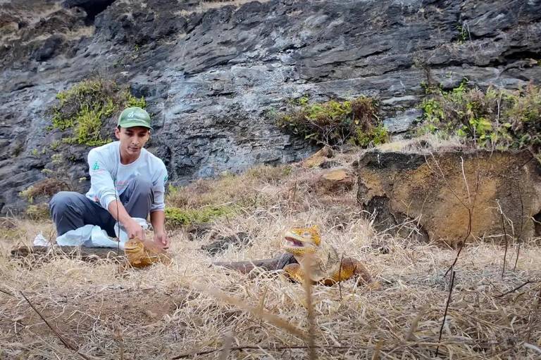 $!Técnico liberando a iguanas terrestres en la Isla Santiago, en Galápagos.
