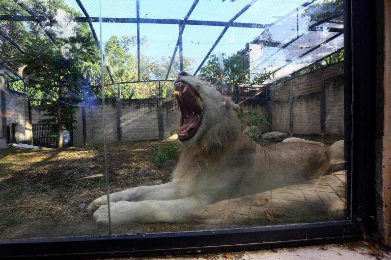 $!Un león blanco sudafricano se ve en su recinto en el Zoológico Las Delicias en Maracay, estado Aragua, Venezuela, el 29 de noviembre de 2023.
