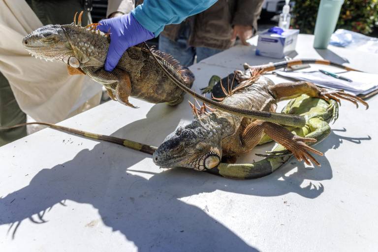 $!Empleados de la Comisión de Conservación de Pesca y Vida Silvestre de Florida reciben iguanas congeladas que los vecinos rescataron de áreas cercanas en Sunrise, Florida, EE. UU.