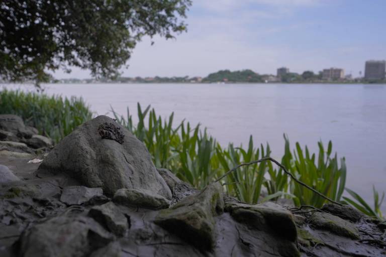 $!Una imagen donde se puede ver el Río Daule de fondo.