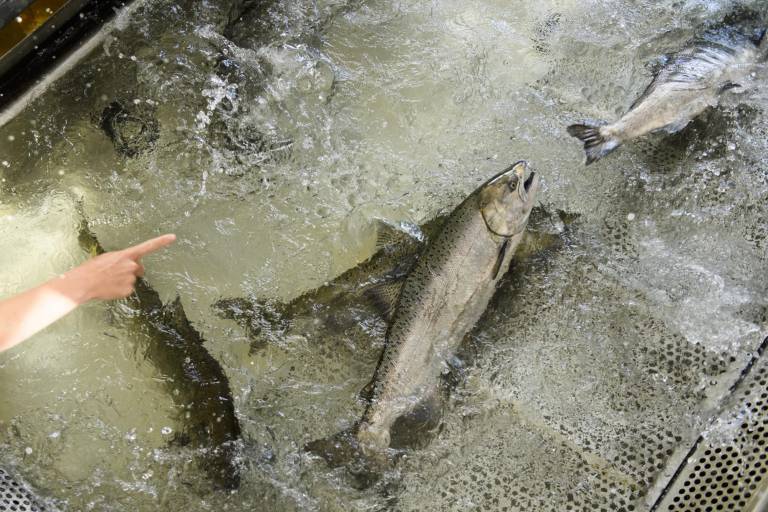 $!Sequía y cambio climático amenaza población de salmón en California