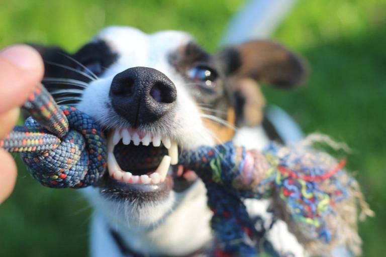 $!Remedios caseros para la halitosis canina