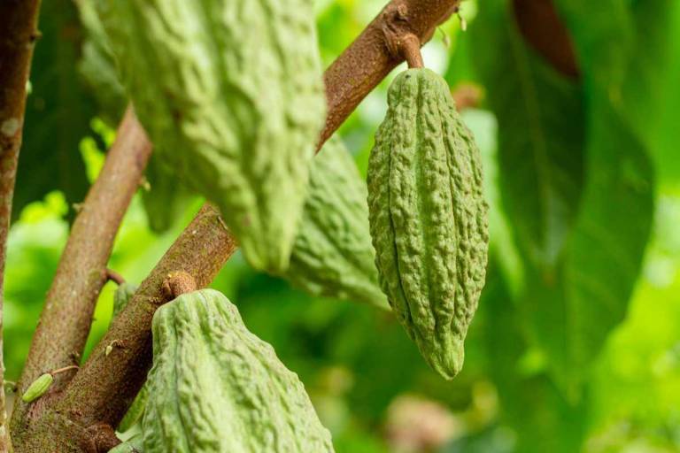 $!La variedad de cacao EETP-804 inicia su etapa productiva a los 14 meses.