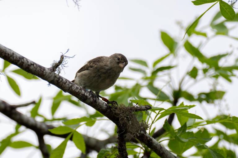 $!Fotografía cedida por la Fundación Charles Darwin que muestra a un pájaro pinzón.