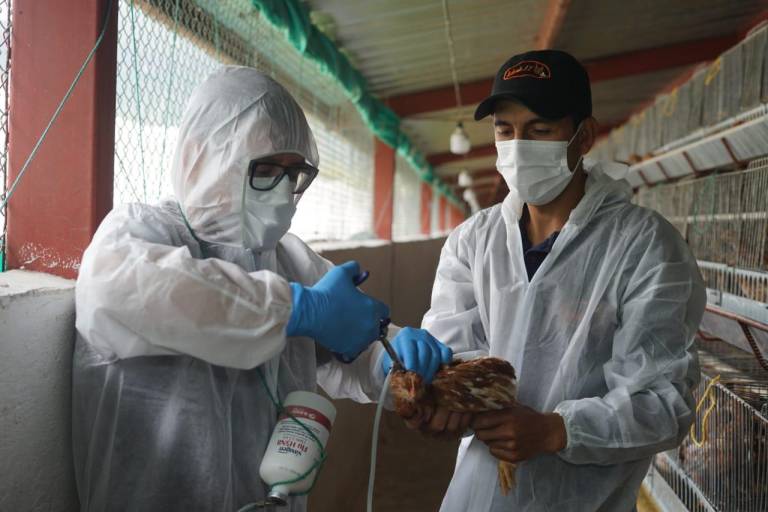 $!Desde marzo pasado Agrocalidad arrancó la vacunación contra influenza aviar. Hasta el 10 de septiembre se había inoculado a 381 granjas.