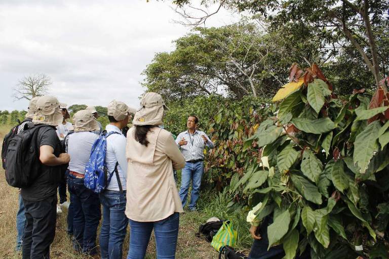$!El cacao crece mejor cuando comparte espacio con otras especies forestales nativas. Además, de ayudar al ambiente, también mejora su sabor y aroma.