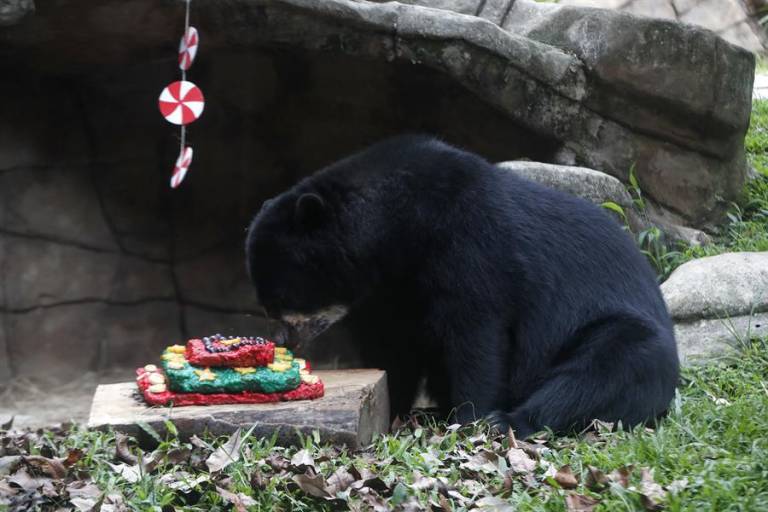$!Oso, leones, monos, aves y tortugas celebran una singular Navidad en zoológico de Quito