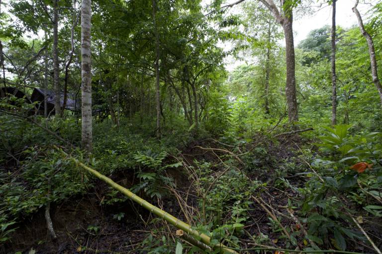 $!Más del 98 % de la cobertura forestal de la comuna de Dos Mangas se ha talado a causa de la expansión agrícola y urbana.