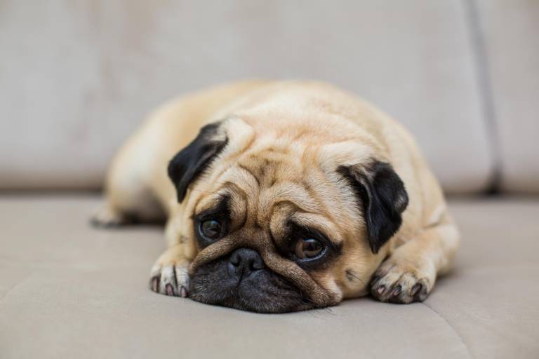 $!Un perro raza pug acostado en un sofá.