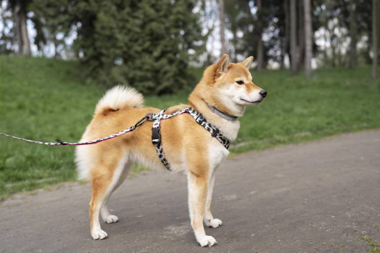$!Un perro en el parque con su arnés y collar.