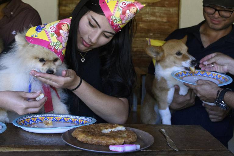 $!El pomeranian Mika, celebró sus 5 años en el restaurante para mascotas.