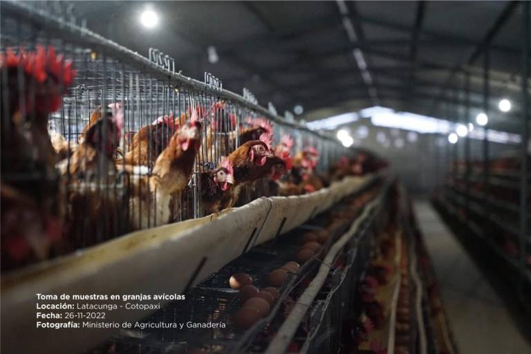 $!Con el control y la erradicación de la influenza aviar se busca mantener la productividad del sector avícola nacional, que tiene 1.810 granjas avícolas y genera 1.800 millones de dólares, lo que representa el 23% del PIB Agropecuario de Ecuador.