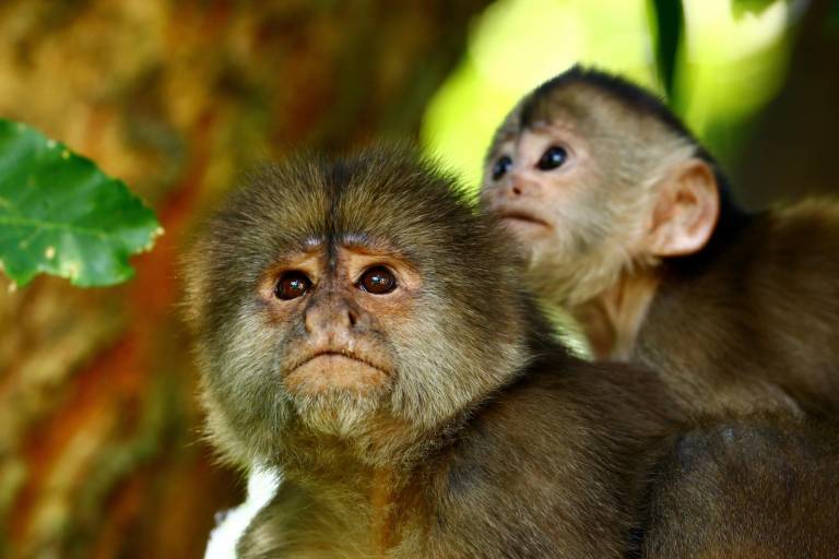 $!Un mono con su cría mientras se mueve por las ramas antes de saltar al otro lado de un pequeño río