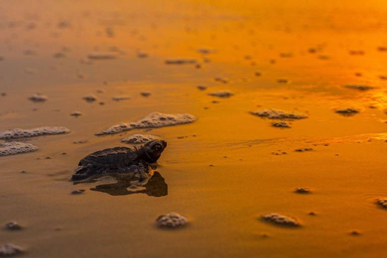 $!Una tortuga recién nacida en el Campamento Reina Laúd a punto de llegar al mar.