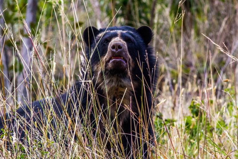 $!Oso de anteojos en la cuenca alta del río Mira.