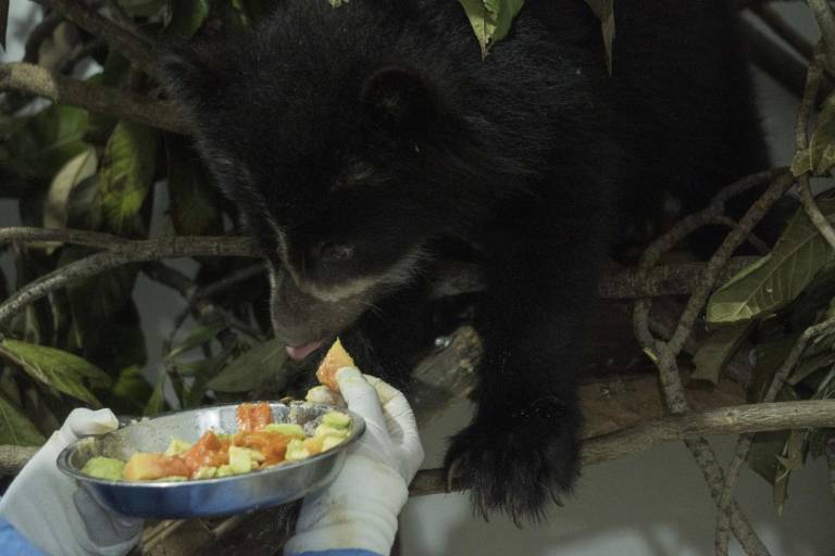 $!La pequeña osezna comiendo frutas luego de trepar por unas ramas.