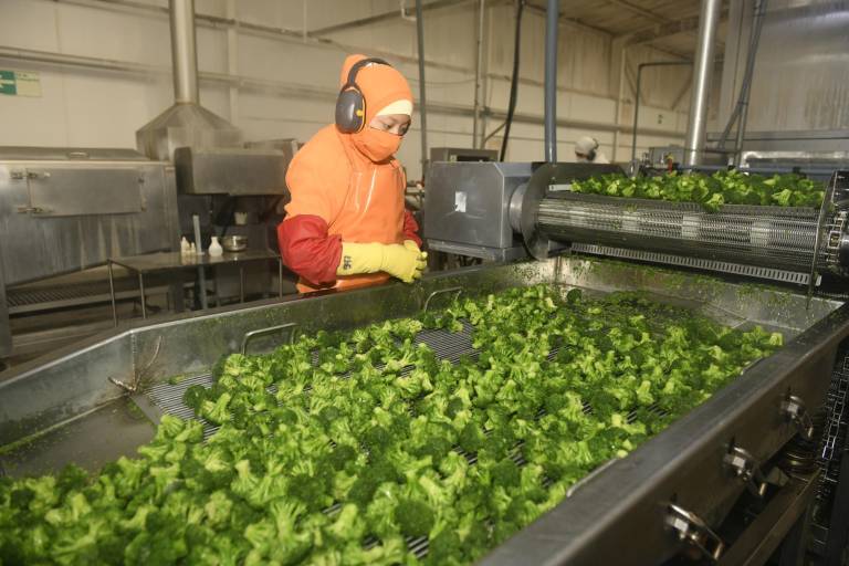 $!En 2021, Cotopaxi tuvo una producción de 110.026 toneladas métricas de brócoli, según el INEC. Por exportaciones se generaron 150 millones de dólares.