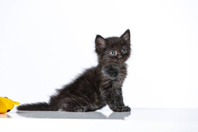 $!Un gatito negro de la fundación ´Yo amo animales´.