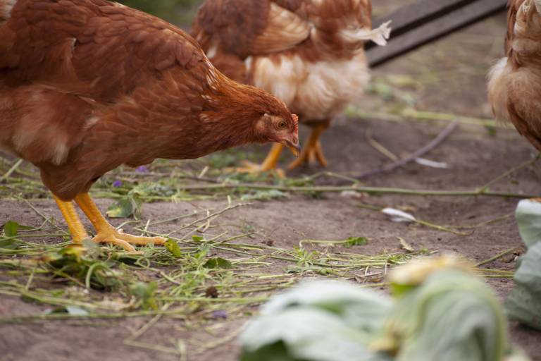 $!Gallinas libres de jaulas.