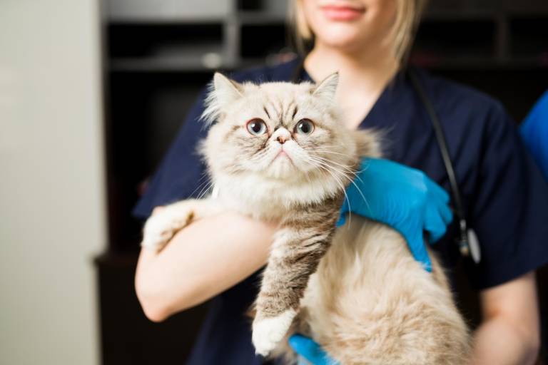 $!Una veterianaria usando guantes para sostener a un gato.