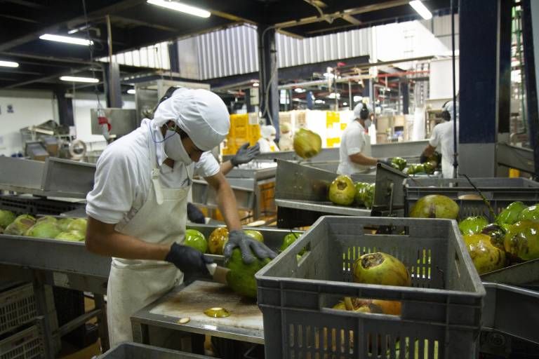 $!Más del 50% de las frutas que compra Ecopacific proviene de Manabí; el resto, de Los Ríos, Esmeraldas, sectores de la Amazonía, Chimborazo e Imbabura.